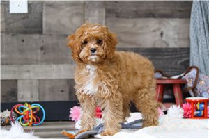 Molly - Cavapoo for sale