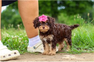 Jess - Cavapoo for sale