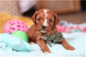 Rufus - puppy for sale