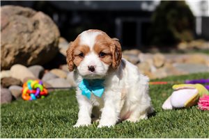 Jacob - Cavapoo for sale