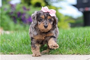 Camden - puppy for sale