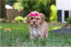 Mela - Cavapoo for sale