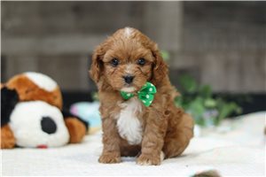 Ricardo - Cavapoo for sale