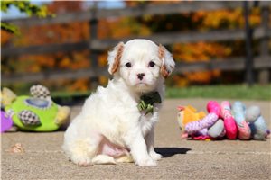 Jimmy - puppy for sale