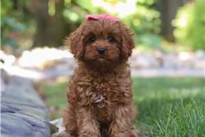 Della - puppy for sale