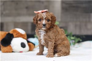 Riley - puppy for sale