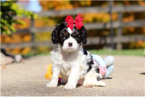 Juno - puppy for sale
