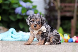Dusty - puppy for sale