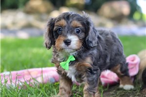 Bartholomew - Cavapoo for sale