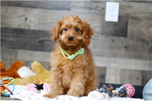 Matt - Cavapoo for sale