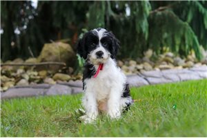 Bastian - Cavapoo for sale