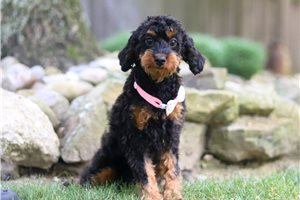 Callie - Cavapoo for sale