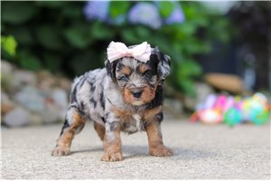 Dory - Cavapoo for sale