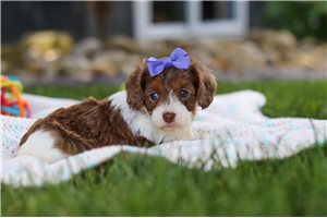 Mylee - puppy for sale