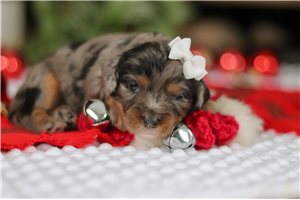 Vera - Cavapoo for sale
