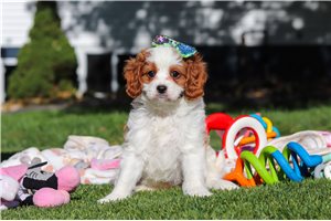 Kelsey - Cavapoo for sale