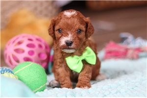 Ronald - puppy for sale