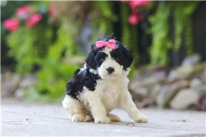 Bonnie - puppy for sale
