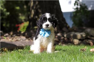 Bastian - Cavapoo for sale