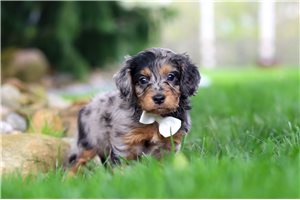 Stetson - puppy for sale