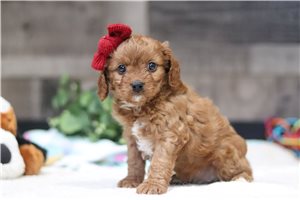Rosita - Cavapoo for sale