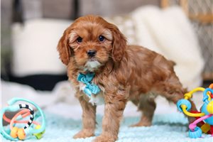 Cassius - Cavapoo for sale