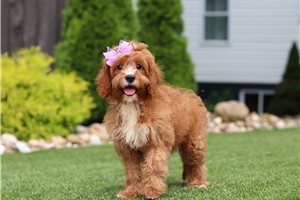 Felicity - puppy for sale