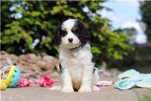 Bodie - Cavapoo for sale