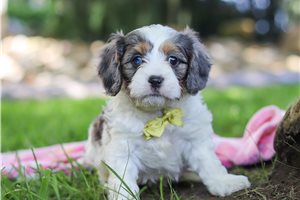 Baylor - puppy for sale