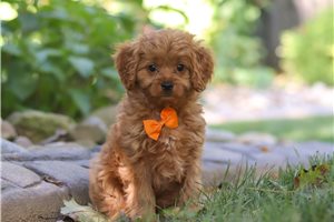 Dionysus - puppy for sale