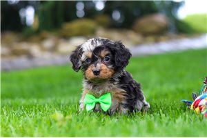 Shiloh - Cavapoo for sale