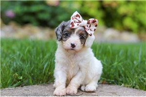 Dawn - puppy for sale