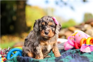 Serenity - puppy for sale