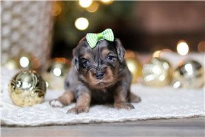 Valerie - Cavapoo for sale