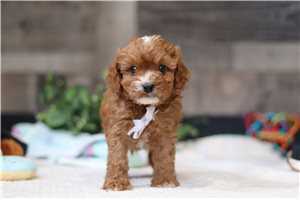 Ronald - Cavapoo for sale