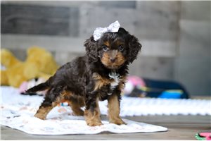 Polly - Cavapoo for sale