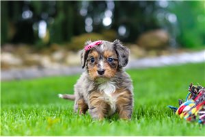 Serenity - Cavapoo for sale
