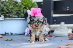Summer - puppy for sale