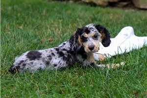 Brynlee - Cavapoo for sale