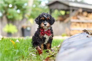 Brady - Cavapoo for sale
