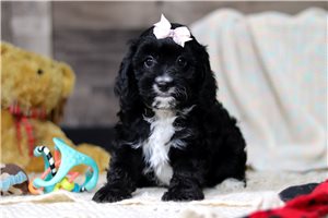 Fauna - Cavapoo for sale