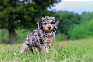 Devon - Cavapoo for sale