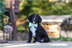 Henry - Cavapoo for sale