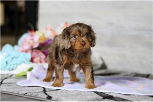 Samuel - Cavapoo for sale