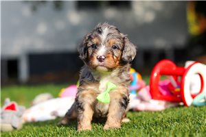Shepherd - puppy for sale