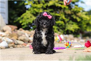 Harper - puppy for sale