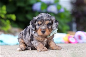 Devon - puppy for sale