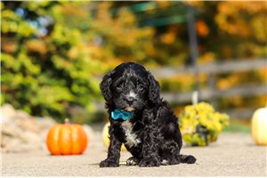 Hitch - Cavapoo for sale