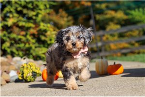 Ichabod - Cavapoo for sale