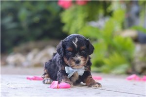 Brady - puppy for sale